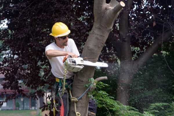 Tree Removal Austin