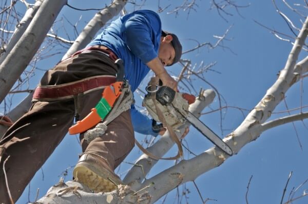 Tree Trimming