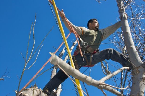 Tree Trimming Austin